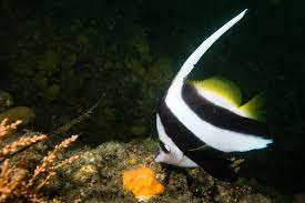 Heniochus Accuminatus